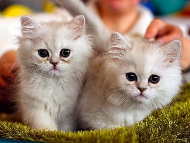 Породы кошек в Туринске | ЗооТом портал о животных
