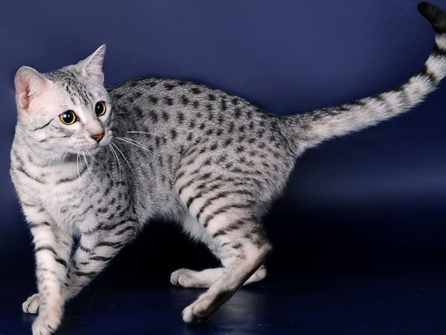 Породы кошек в Туринске | ЗооТом портал о животных