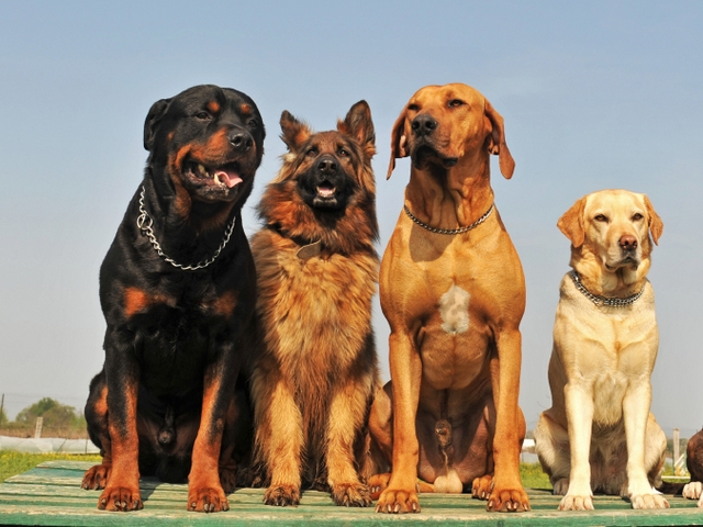 Крупные породы собак в Туринске | ЗооТом портал о животных